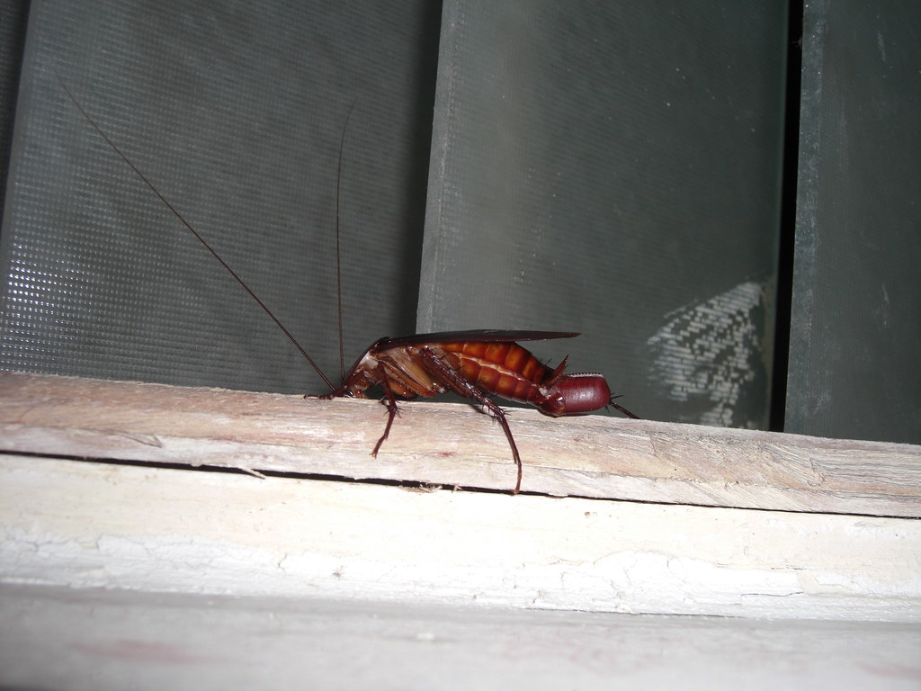 Cockroaches Outside My House at Night