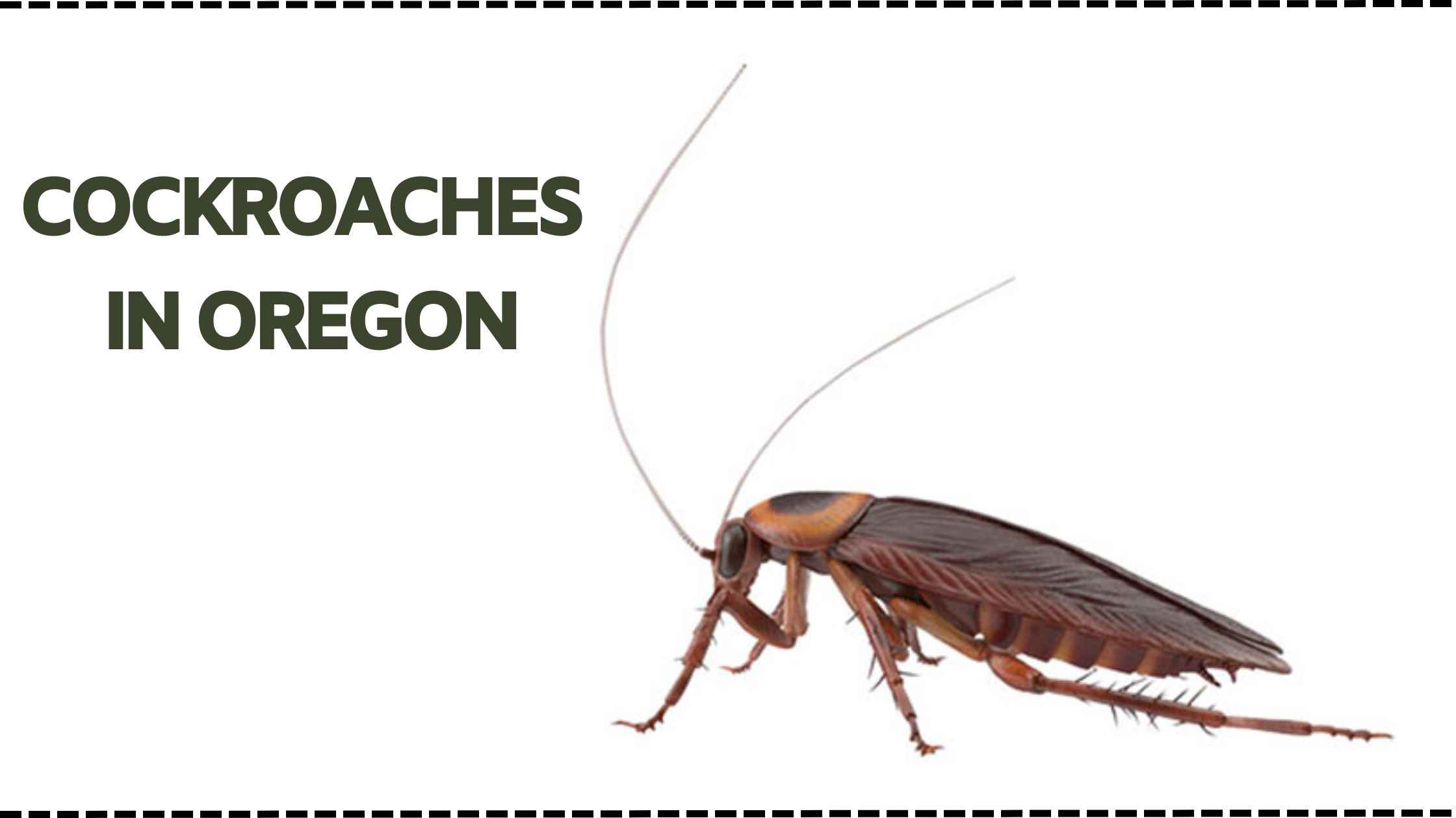 Cockroaches in oregon