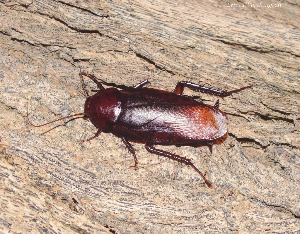 Smoky brown Cockroach Outside my house