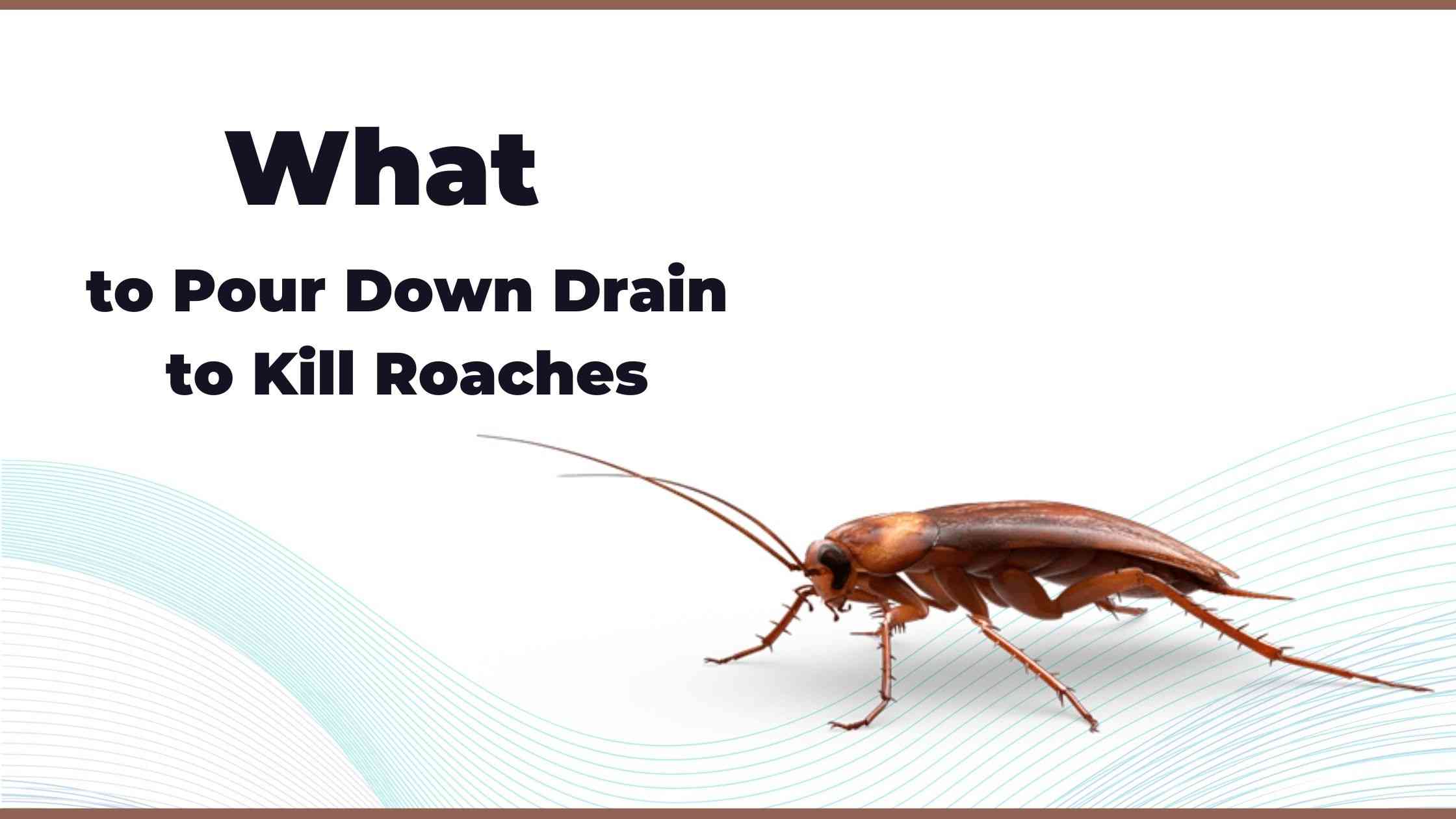What to Pour Down Drain to Kill Roaches