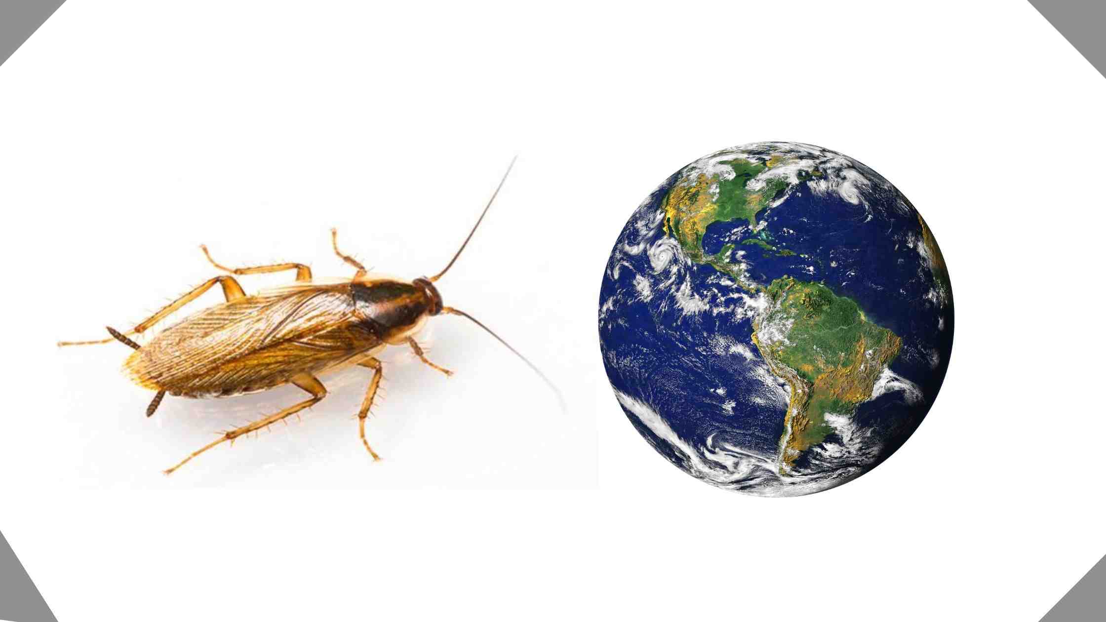 How Many Cockroaches Are in the World
