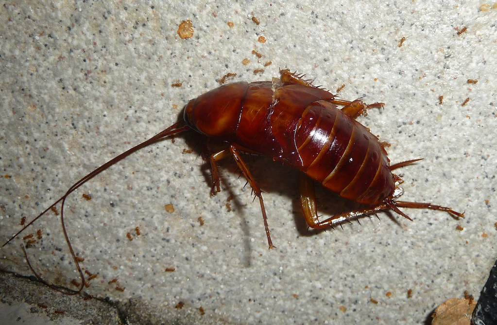 american cockroach in the world
